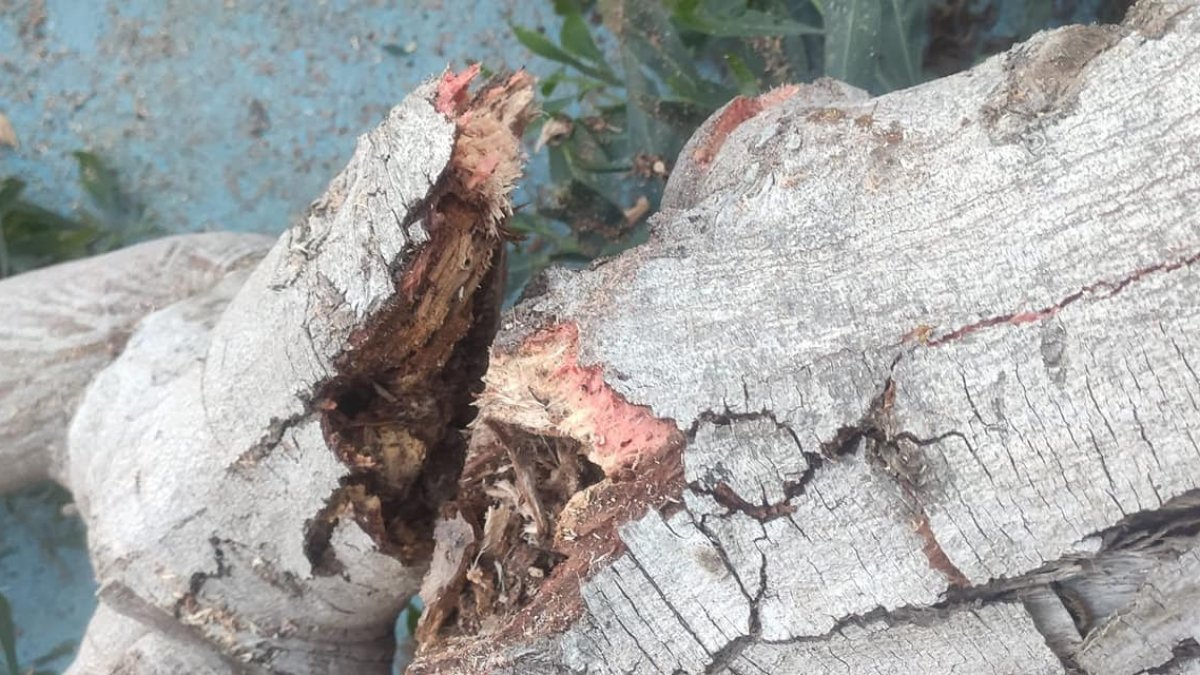 Uno de los troncos de los árboles, \