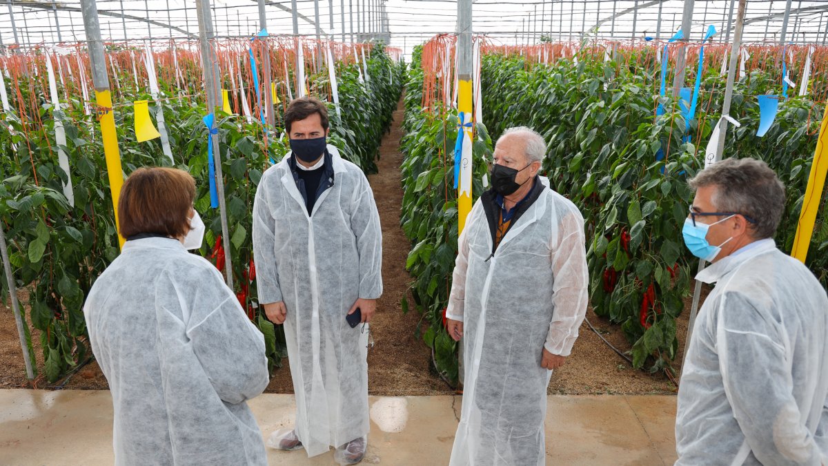 Rijk Zwaancuenta con más de 100 hectáreas de breeding y fincas de experimentación en Almería, El Ejido y Cartagena