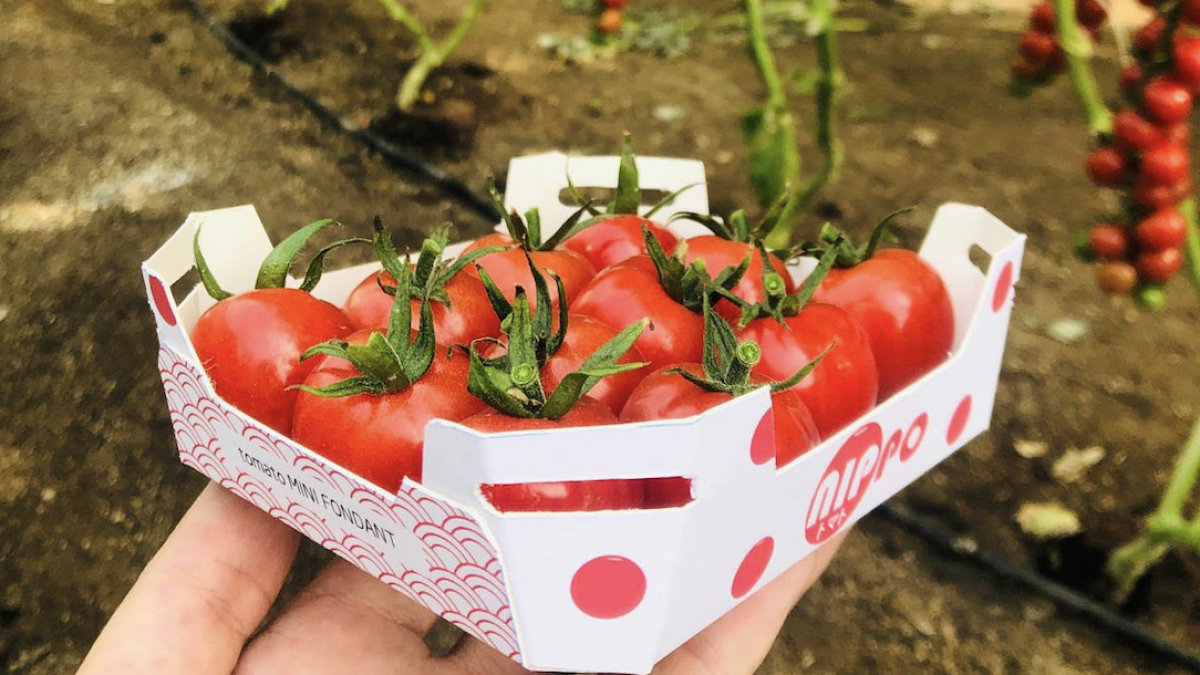 Nippo es un nuevo concepto de tomate fundente desarrollado por el equipo de la división de especialidades “Foodture”.
