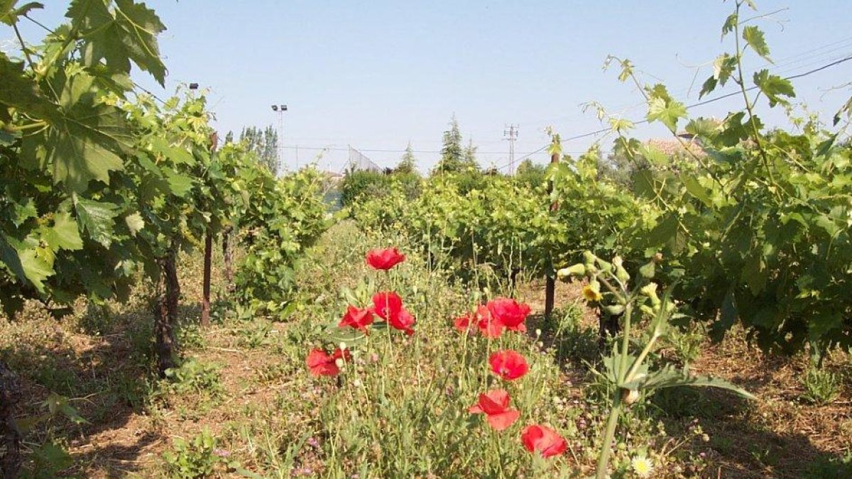 La medida entronca con las recomendaciones europeas para aplicar la nueva PAC