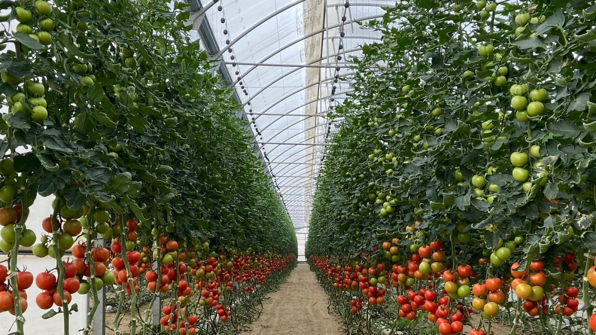 Los invernaderos del sudeste español producen anualmente 4,5 millones de toneladas de productos hortofrutícolas y el 75% se exporta a la UE.