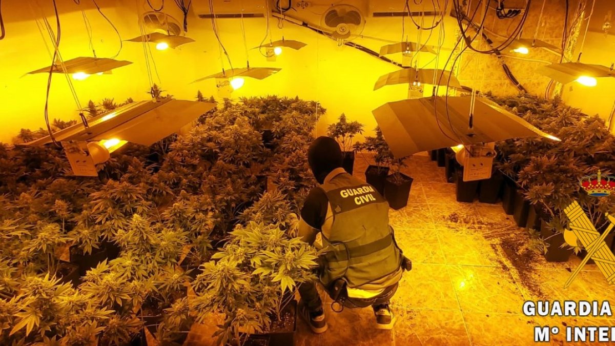 Plantación de marihuana encontrada en Roquetas de Mar.