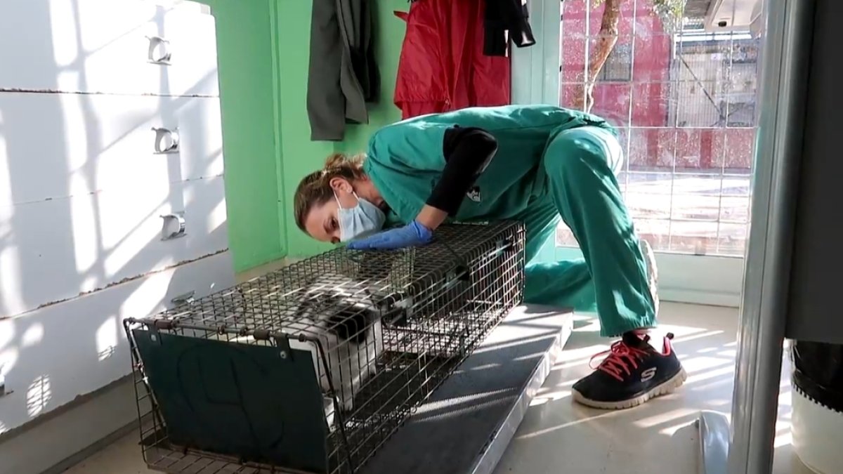 El proyecto incluye el método CER para el control de los gatos.