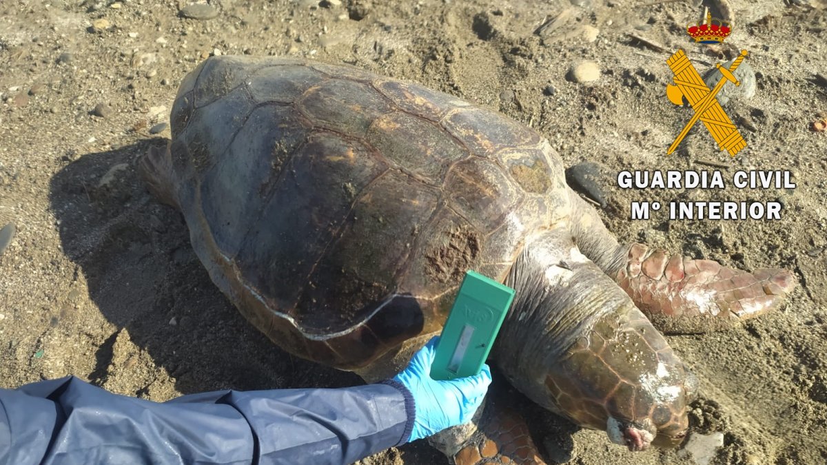 La tortuga apareció en la playa de Guardias Viejas.