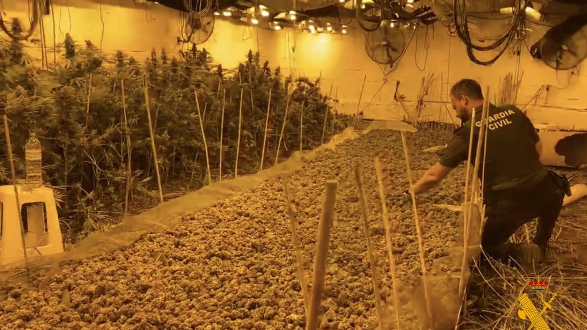 Una de las plantaciones incautadas en 2020.