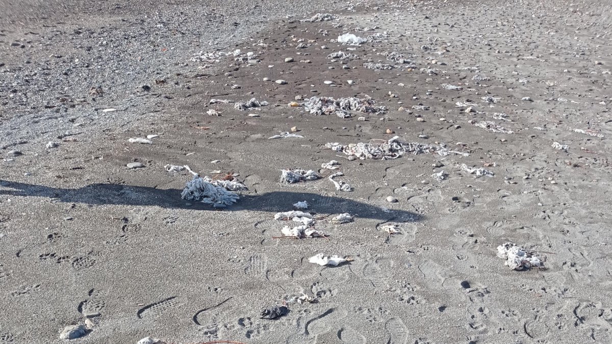 Imagen de la playa recogida por los vecinos del Zapillo.