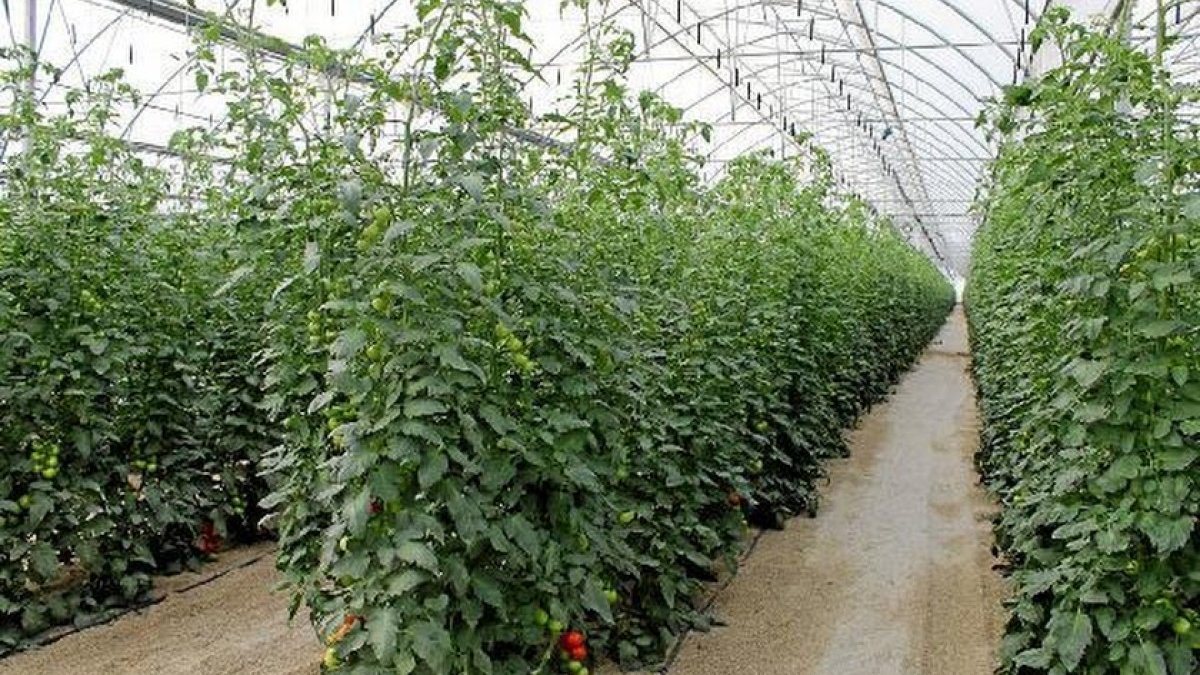 Suplementos nutricionales de origen natural para plantas que completa el enfoque de nutrición 360º de la firma israelí.
