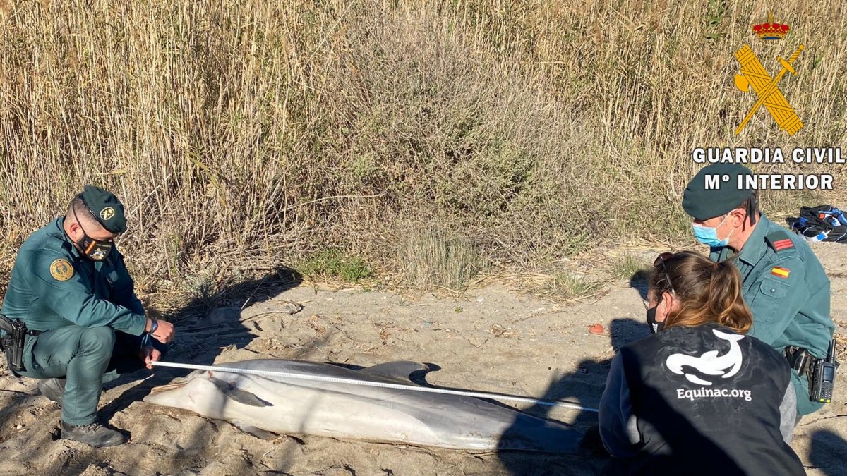 Guardia Civil prestar apoyo a Equinac en el varamiento de un delfín en el río Aguas en Mojácar.