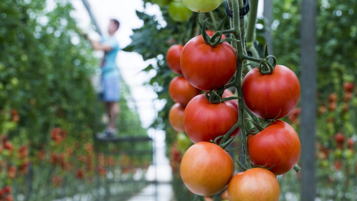 El sector se ha fortalecido a lo largo de la pandemia.