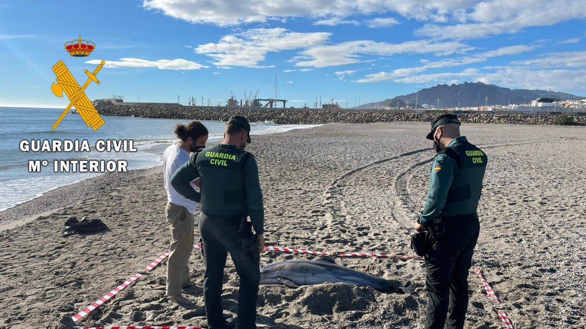 Varamiento de un delfín en las costas de Almería.