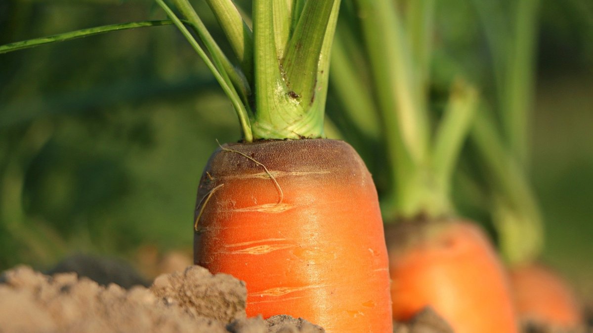 La producción ecológica es el único sistema reglado en la Unión Europea que responde a los retos que se nos plantean