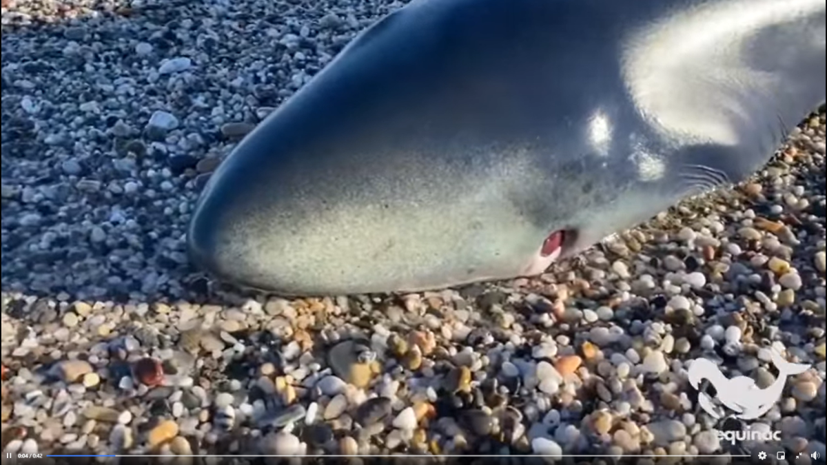 El tiburón, herido en un ojo por un pez espada.