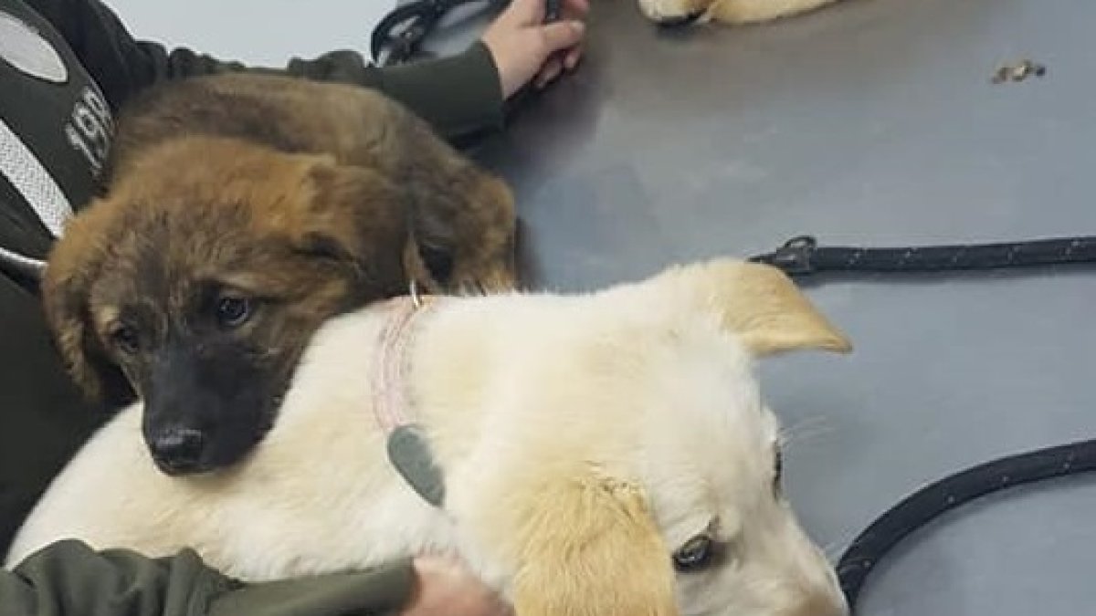 Cachorros rescatados días atrás.