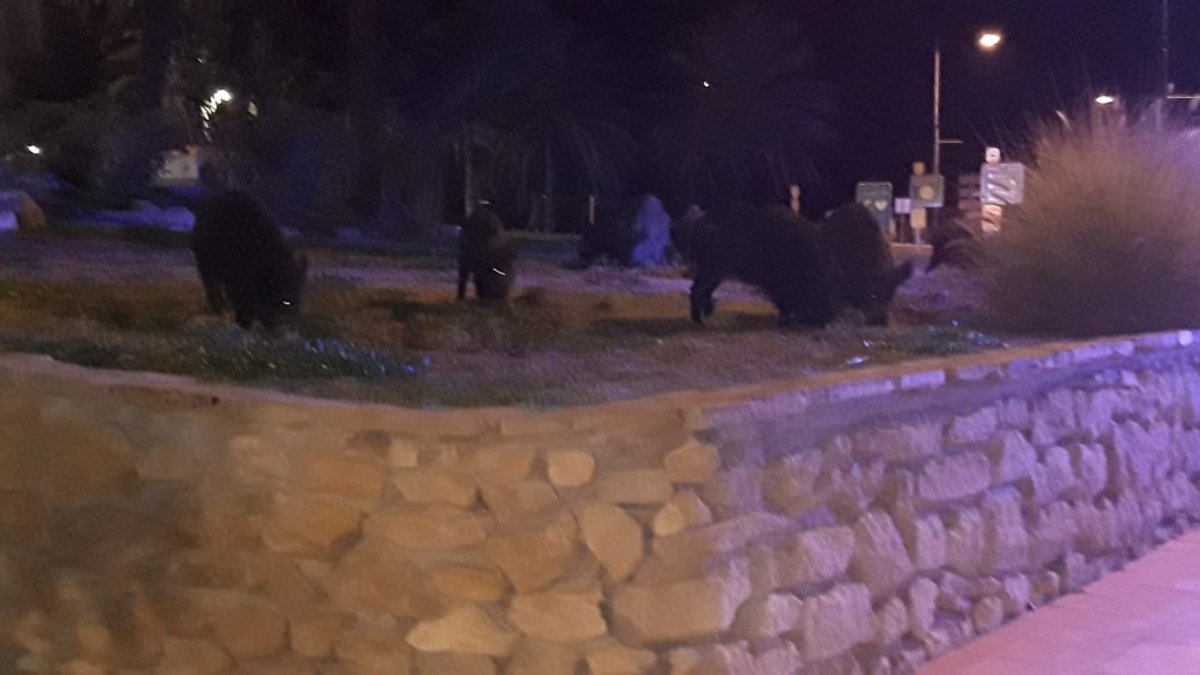 El grupo de jabalíes, pastando en el césped del Parque Comercial.