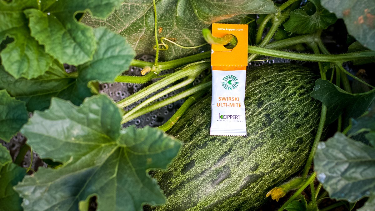 Sobre UltiMite para liberación de Swirski en melón.