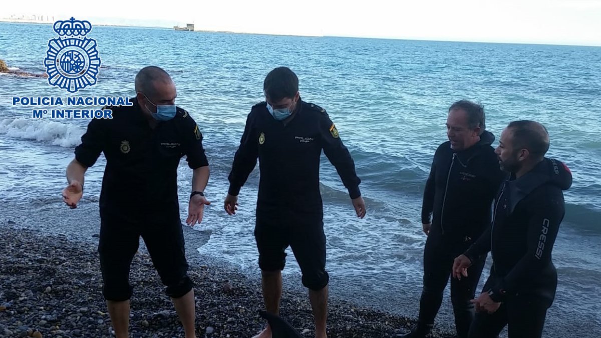 Delfín varado en la playa de las Olas.