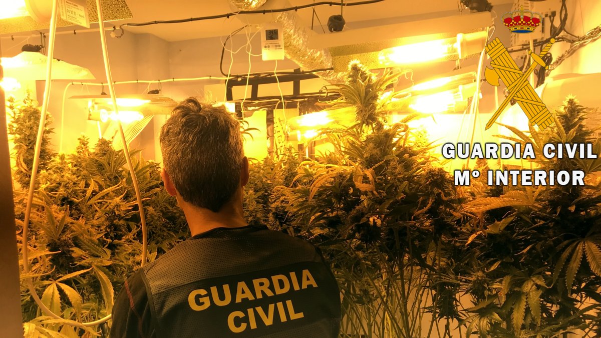 La plantación contaba con más de 60 plantas de marihuana.