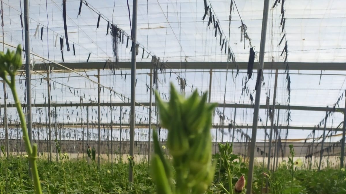 Campo de okra con la flor amarilla en el Cabo de Gata.