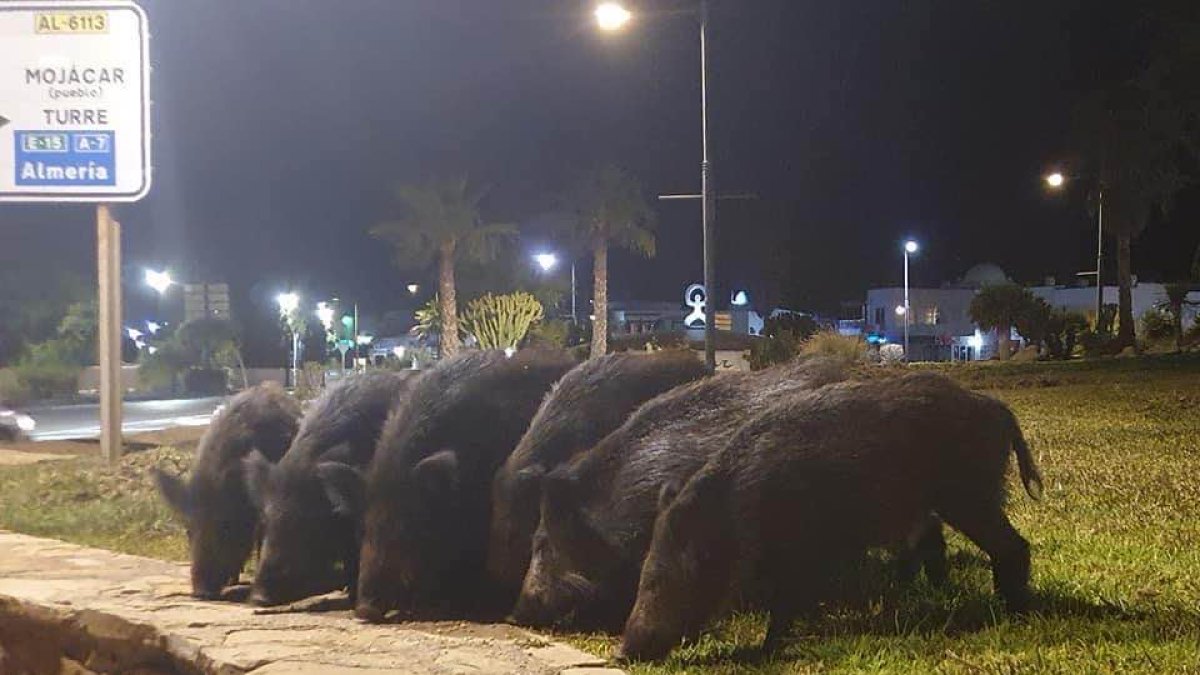 Ejemplares de jabalíes alimentándose de hierba en el Parque Comercial de Mojácar.