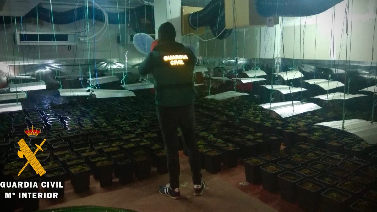 El cultivo se encontraba en el garaje de la vivienda.