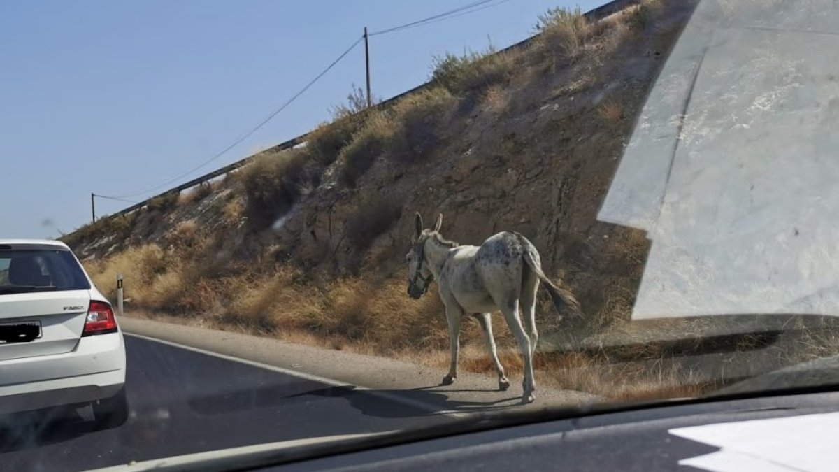 Un burro, como los que provocaron el accidente en Tabernas, pasea solo por una carretera de Vera, en una imagen de archivo.