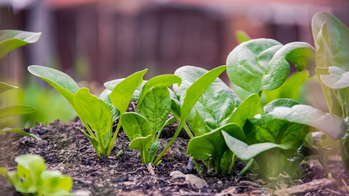 BASF cuenta con un amplio portfolio de variedades de espinaca con las que logra cubrir todo el  ciclo de cultivo.