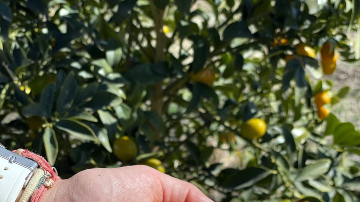 El kumquat bio es un cítrico de pequeño tamaño y gran sabor