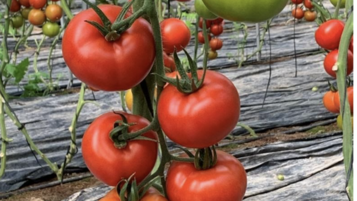 Esta sustancia posee varios mecanismos de acción insecticida que permiten combatir a las plagas más complejas.