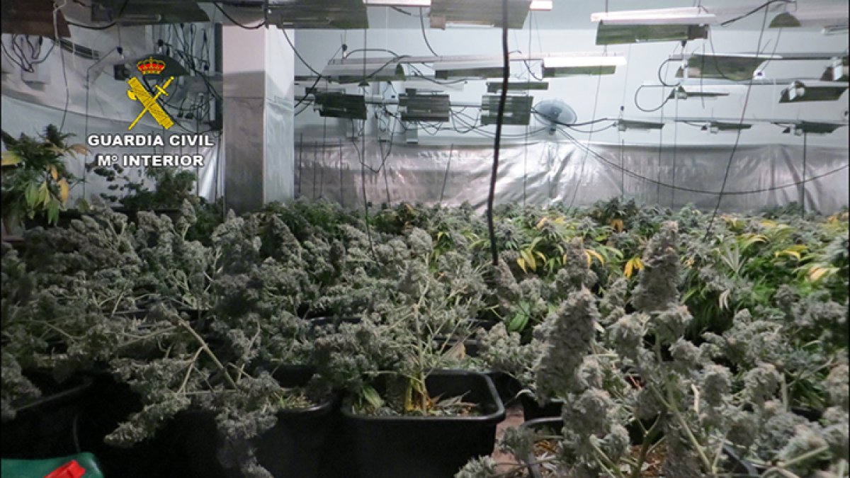 El cultivo se encontraba en un triplex de Huércal de Almería.