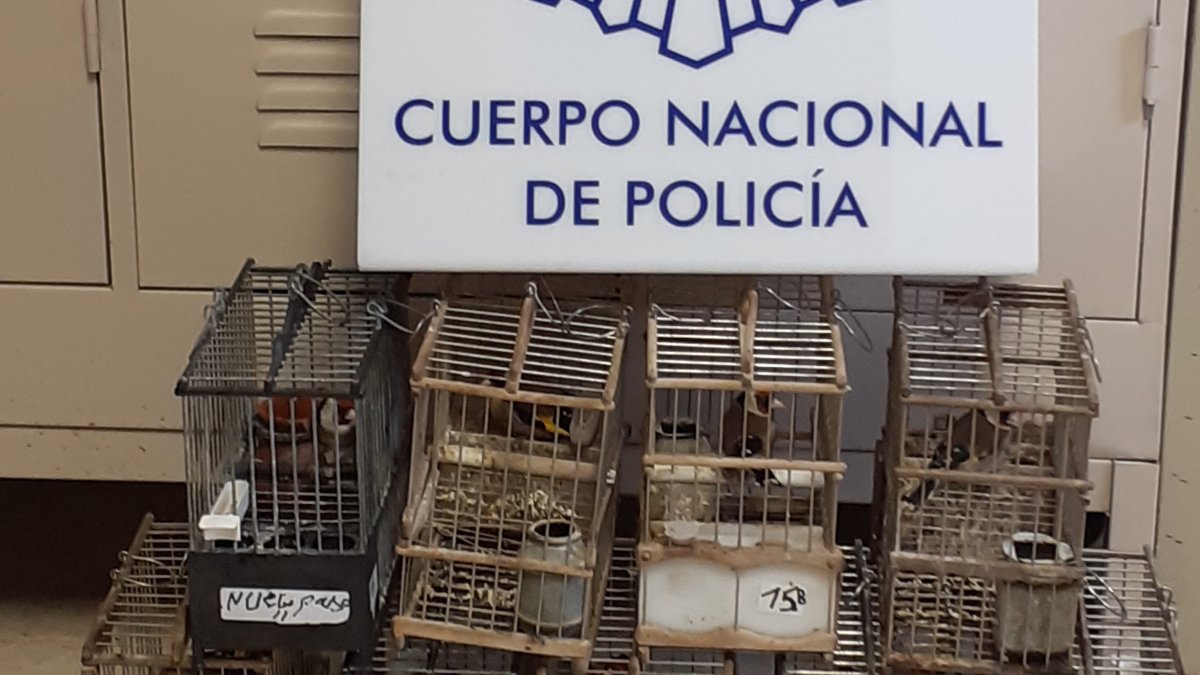 Animales recuperados por la Policía Nacional.