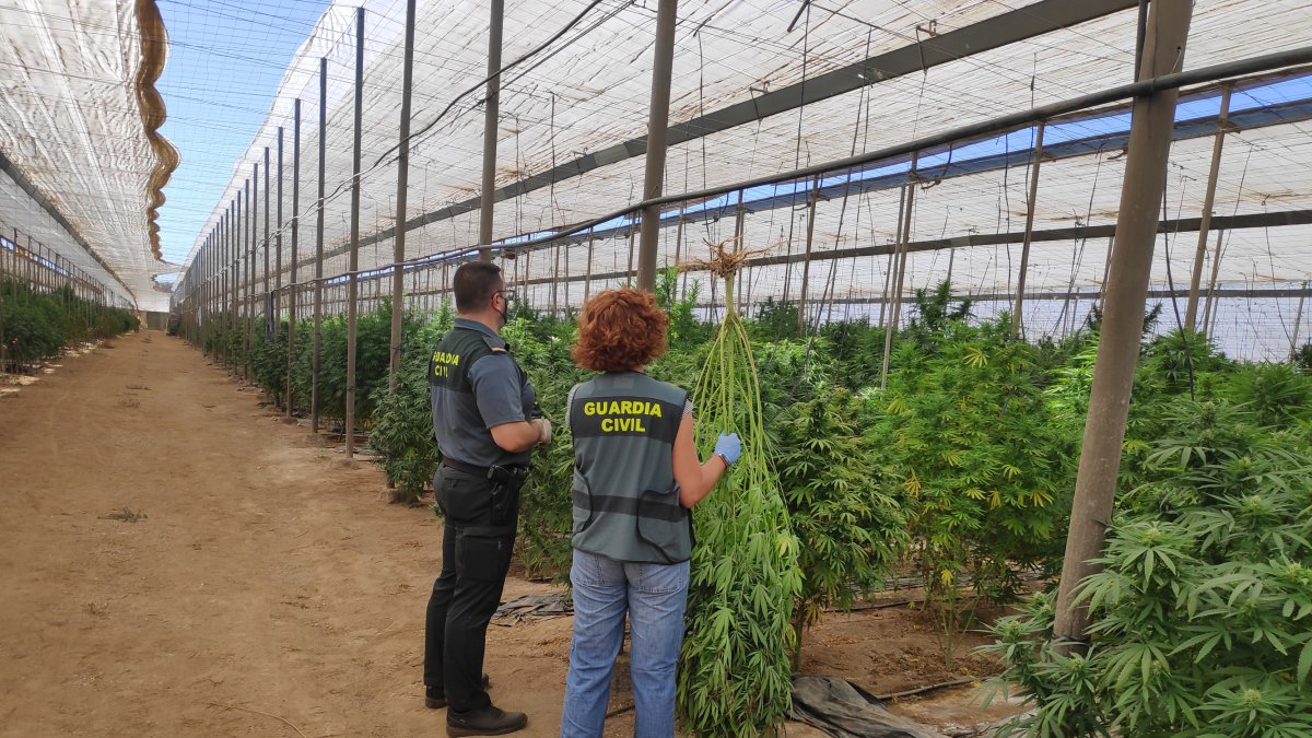 Plantación de cáñamo en Níjar