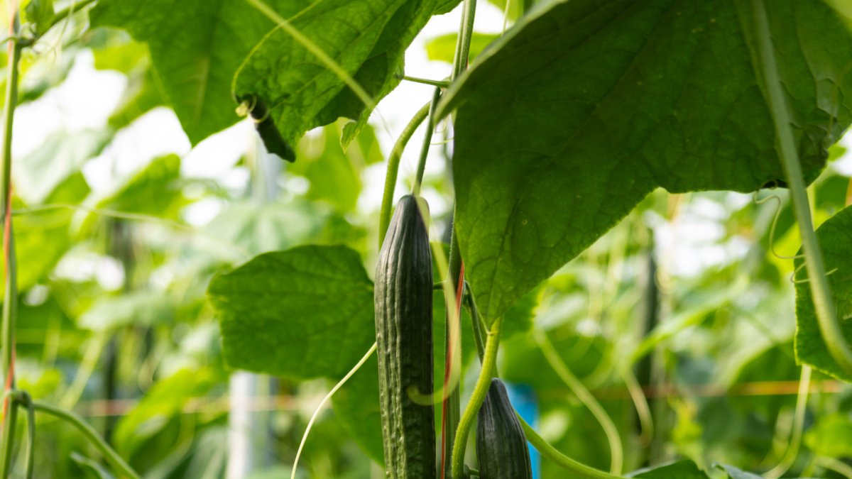 Sedal F1 es una variedad Q-verde