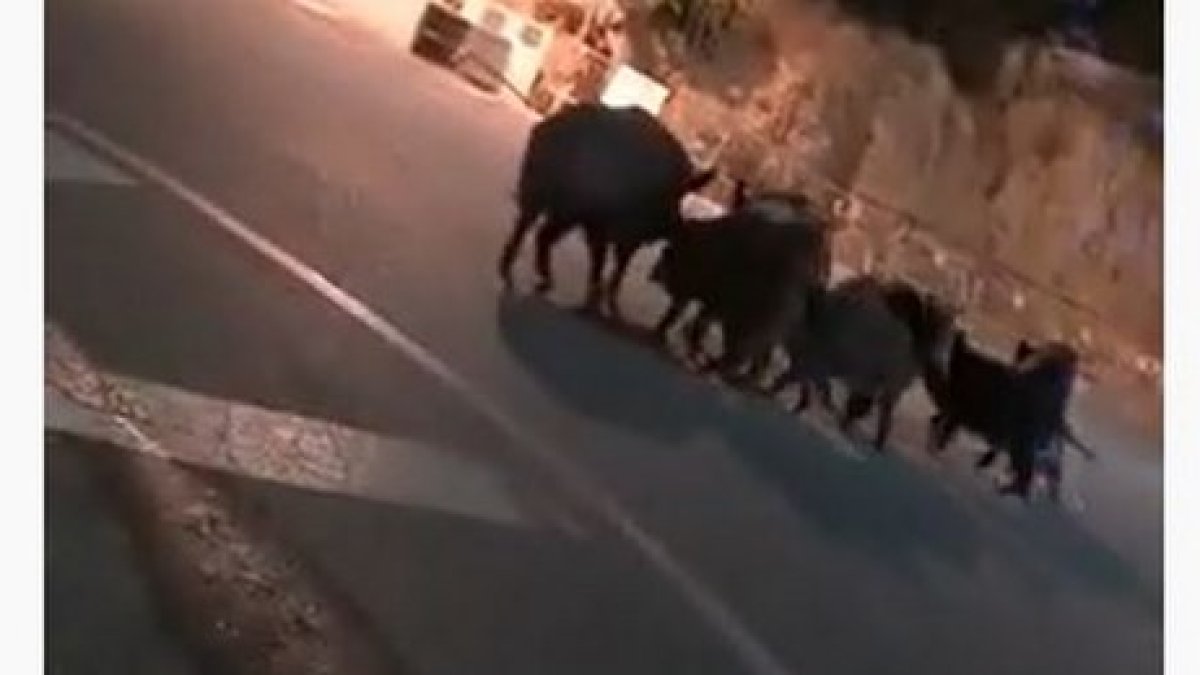 Una familia de jabalíes paseando por las calles de Mojácar.
