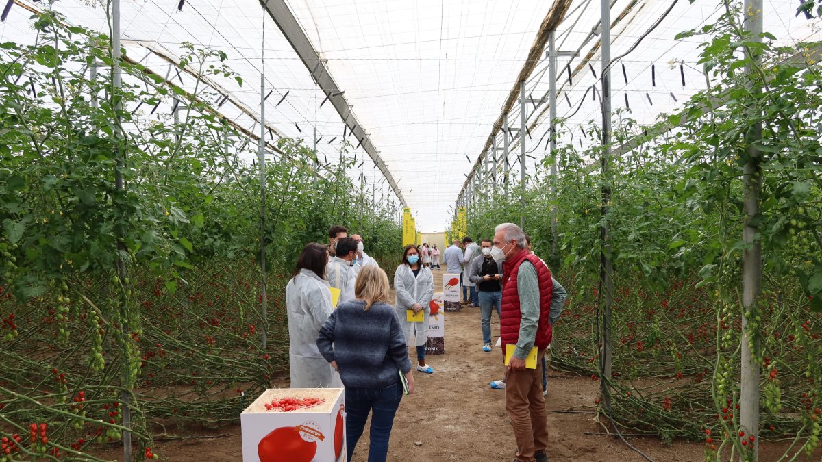 Imagen de Tomato Experience 2021 de Semillas Fitó.