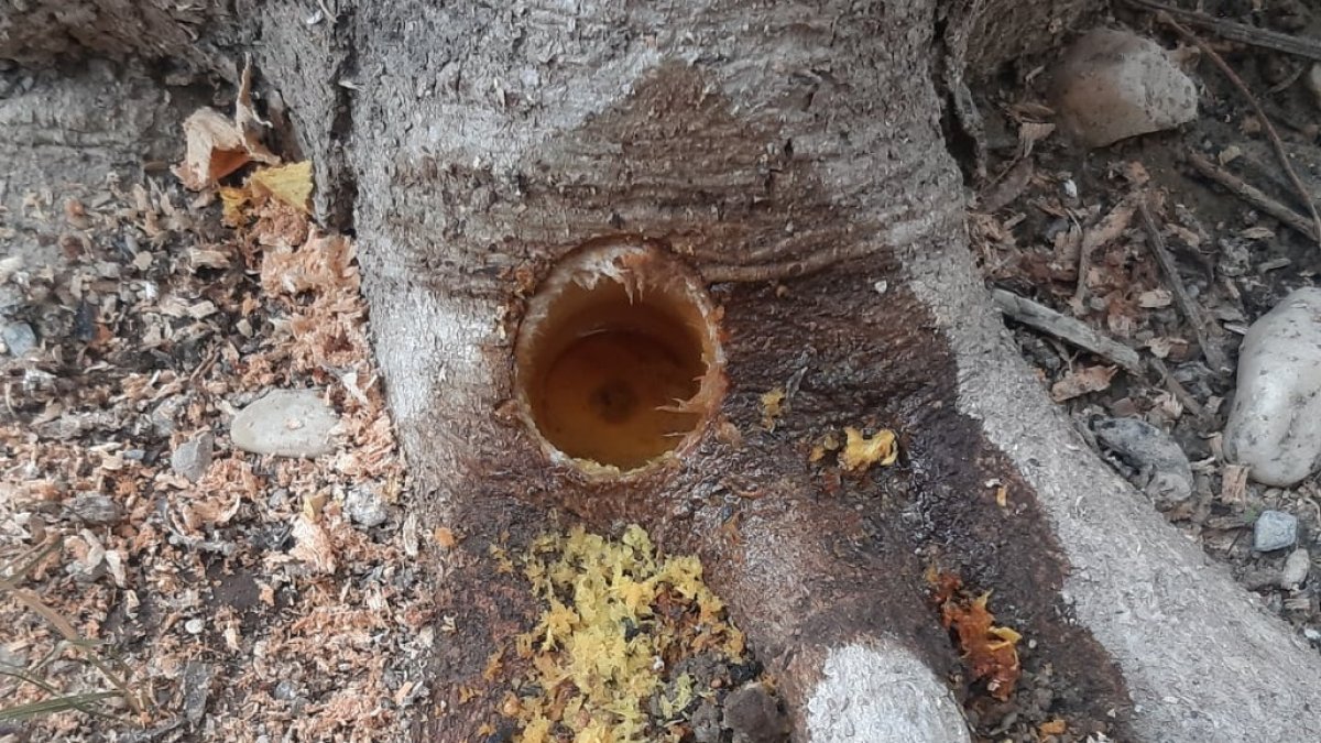 Estado de uno de los árboles afectados en Albox.