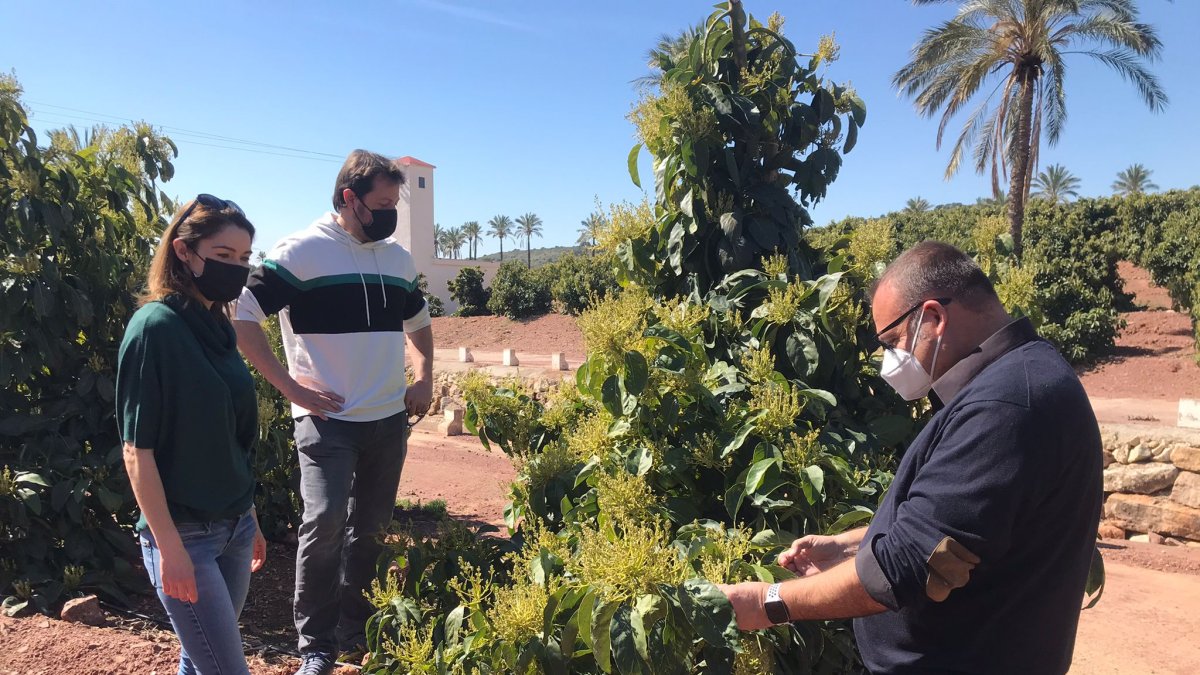 El gerente de Ecoculture Biosciences, Ángel Ruiz Serna, en cultivo de aguacate en Castellón.