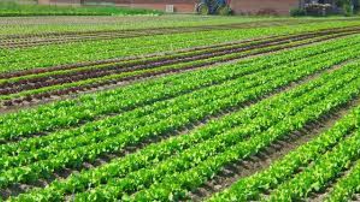 Plantación de hortalizas.