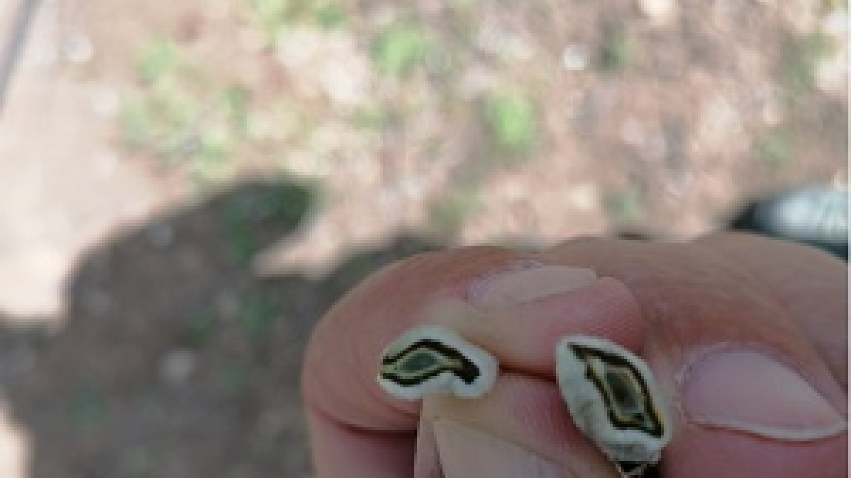 Imagen de los daños.