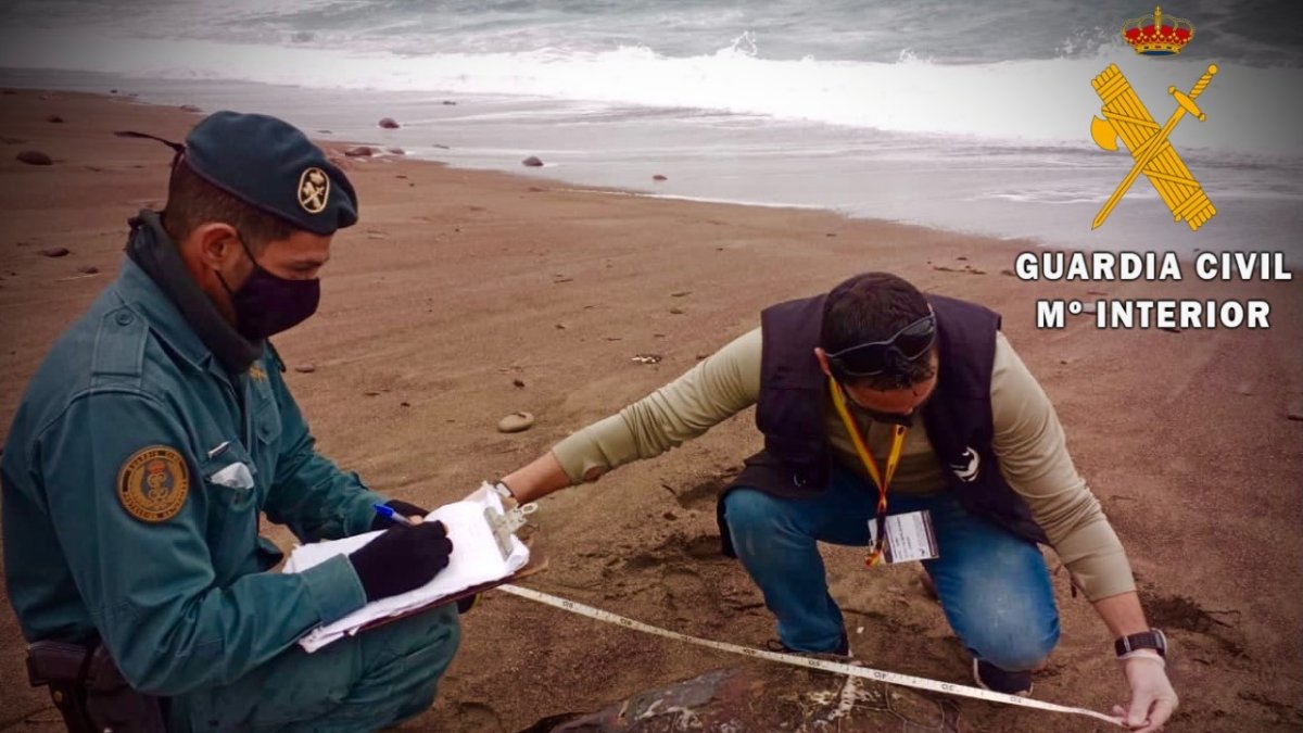 El animal era de grandes dimensiones.