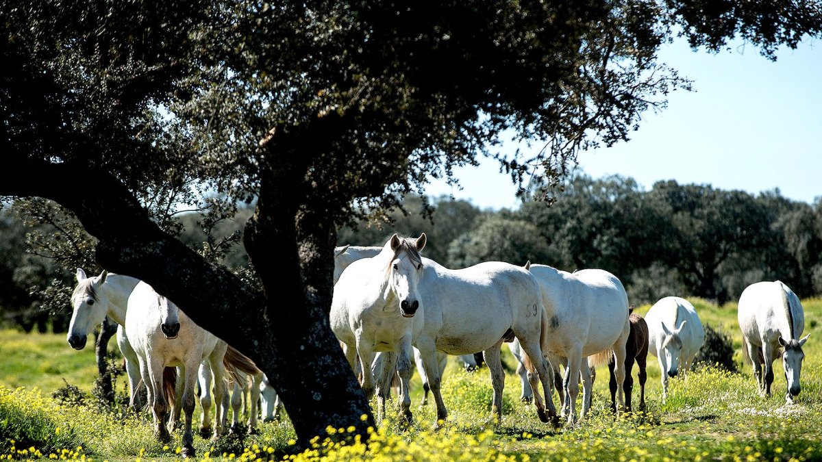 Imagen de archivo de ganado equino.