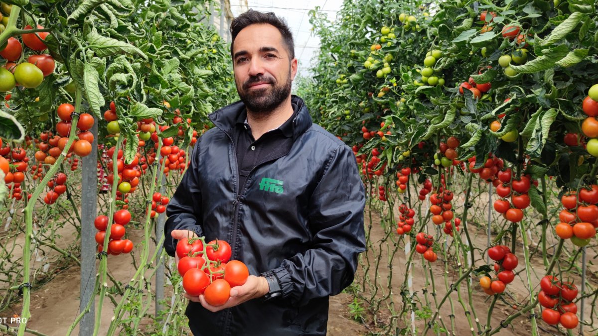 Imagen del tomate en el invernadero tras 8 meses de cultivo.