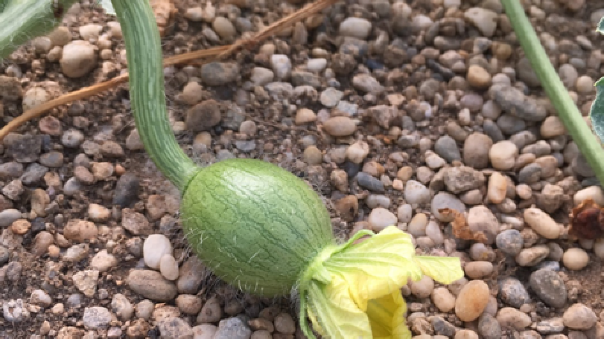 Certificado para su uso en Agricultura Ecológica.
