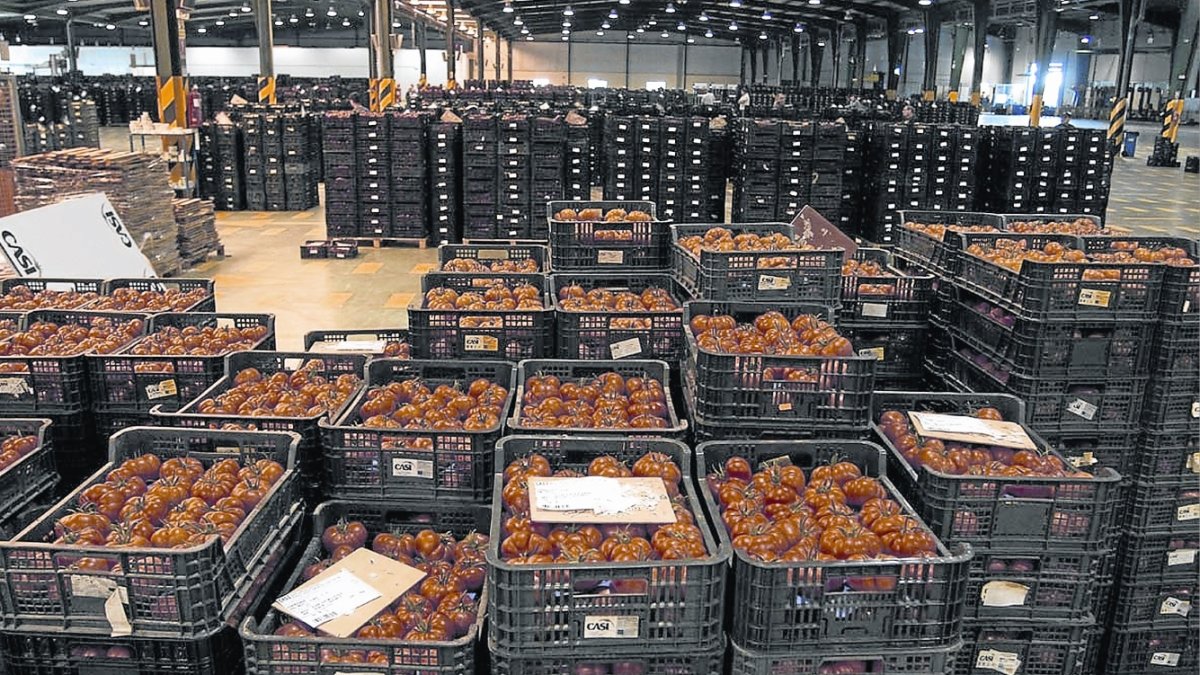 La presión de la competencia ha hecho bajar la producción y exportación de tomate en Almería
