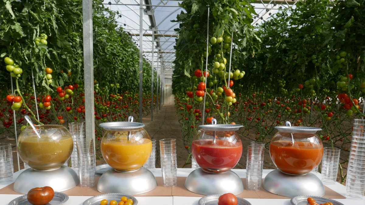 Presentación de novedades en tomate Rijk Zwaan.