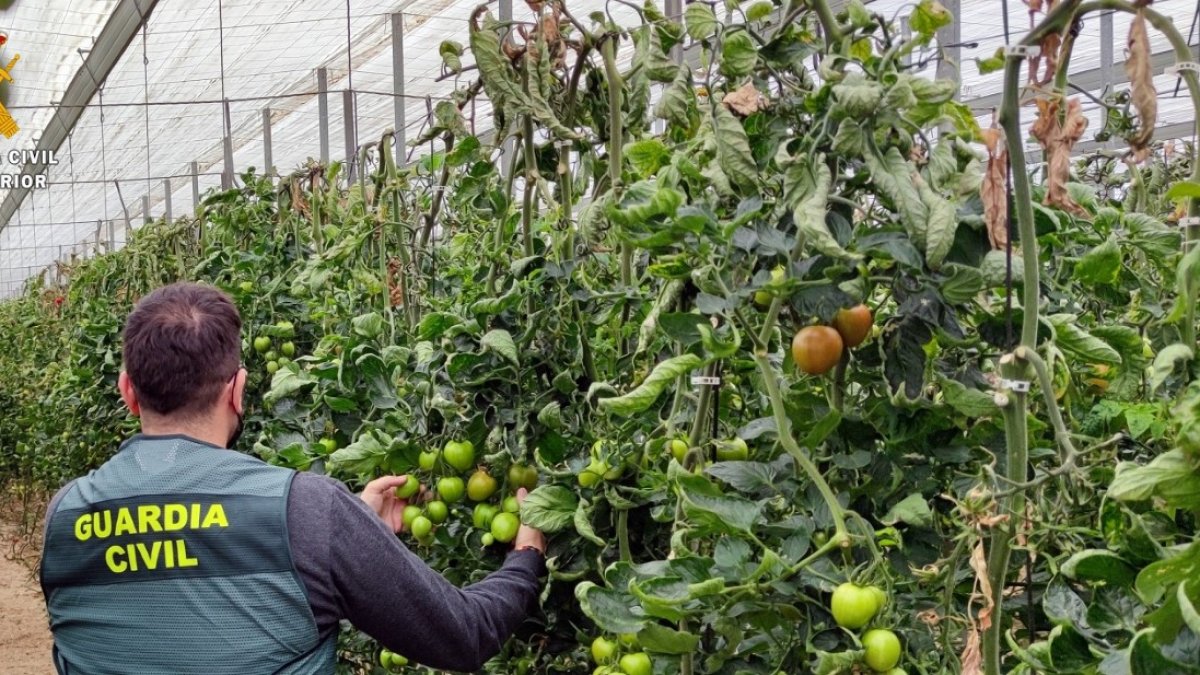La Guarcia Civil recupera más de 150 kilos de tomate.