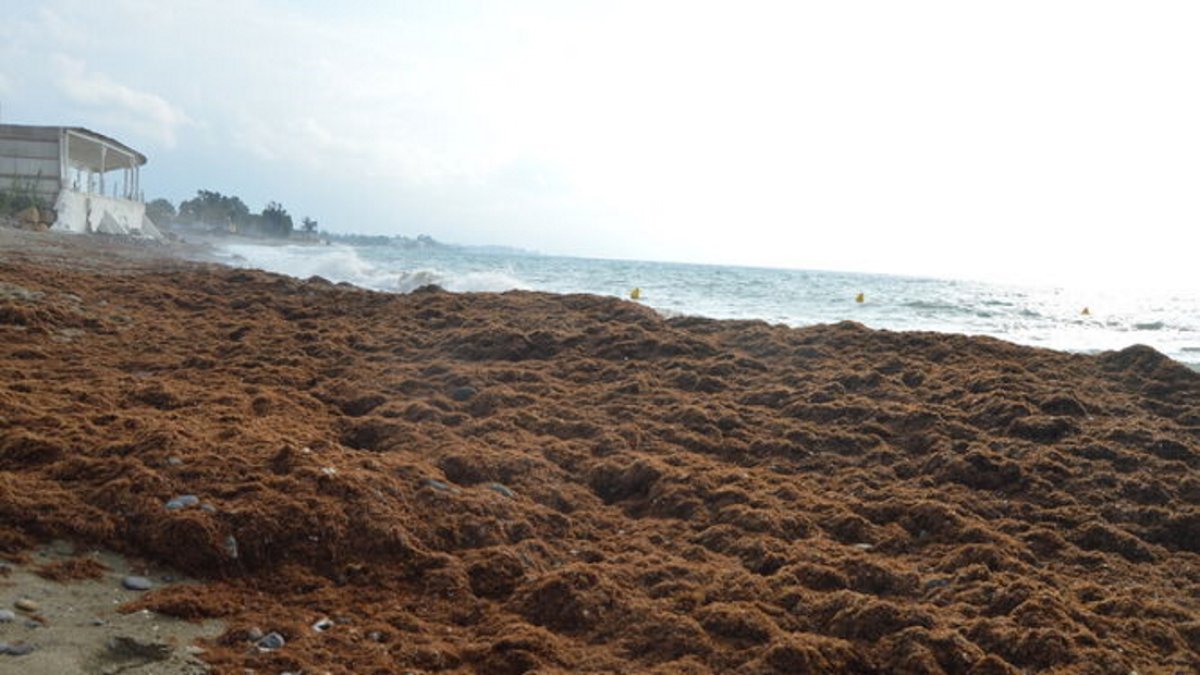 Alga asiática invasora en una playa de la costa malagueña.