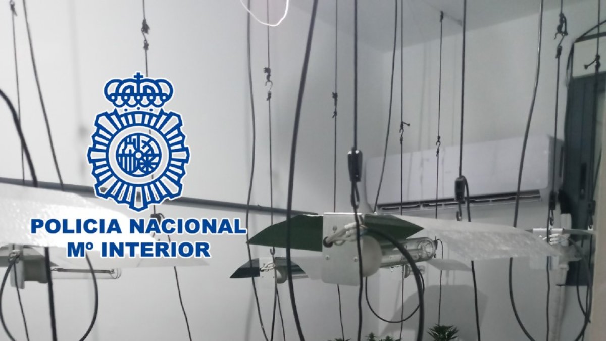 Una de las plantaciones de marihuana.