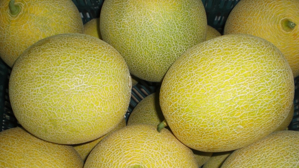 Fotografía de melones.