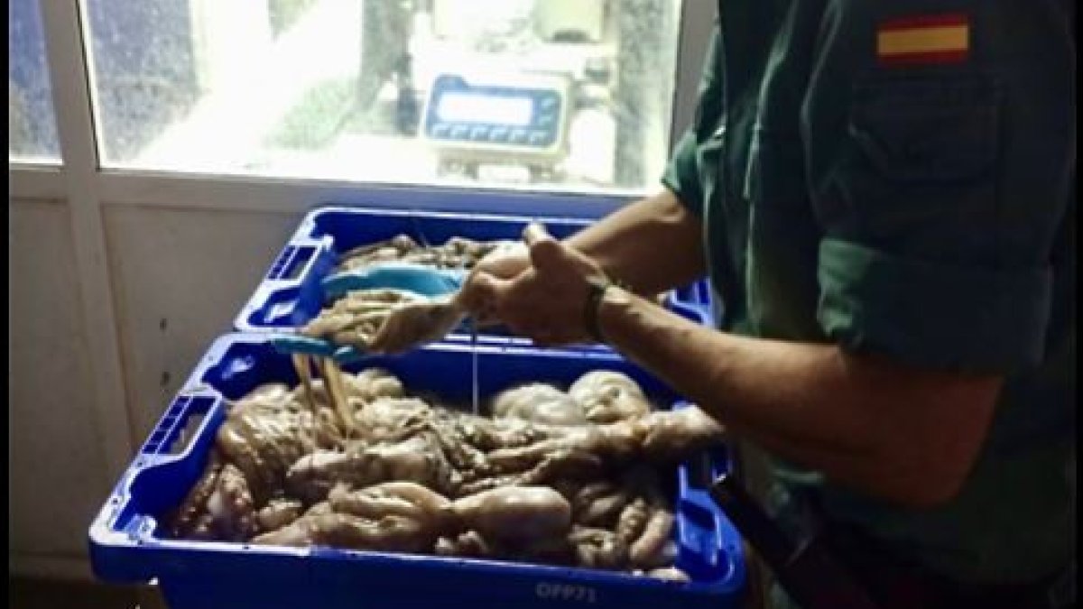 Los pulpos intervenidos, tras declararse aptos para el consumo, se han entregado a una institución benéfica de la capital.