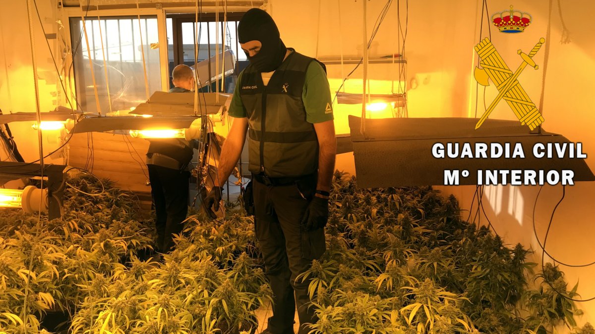 La plantación indoor de marihuana en Roquetas.